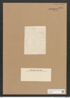 Diatomeae indet. Zeichnungen Sammlung Grunow Nr. 5049 (NHMW-BOT-W0373311)